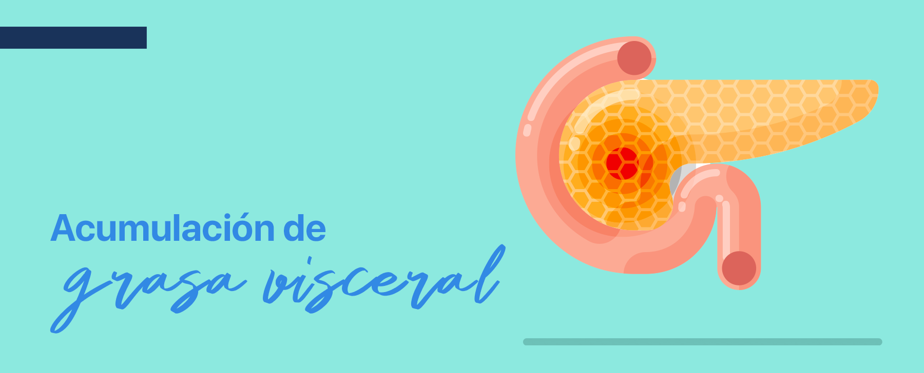 La acumulación de grasa visceral afecta la producción de insulina, si se reduce el peso corporal y la grasa visceral aumenta la probabilidad de la remisión de la diabetes tipo 2.