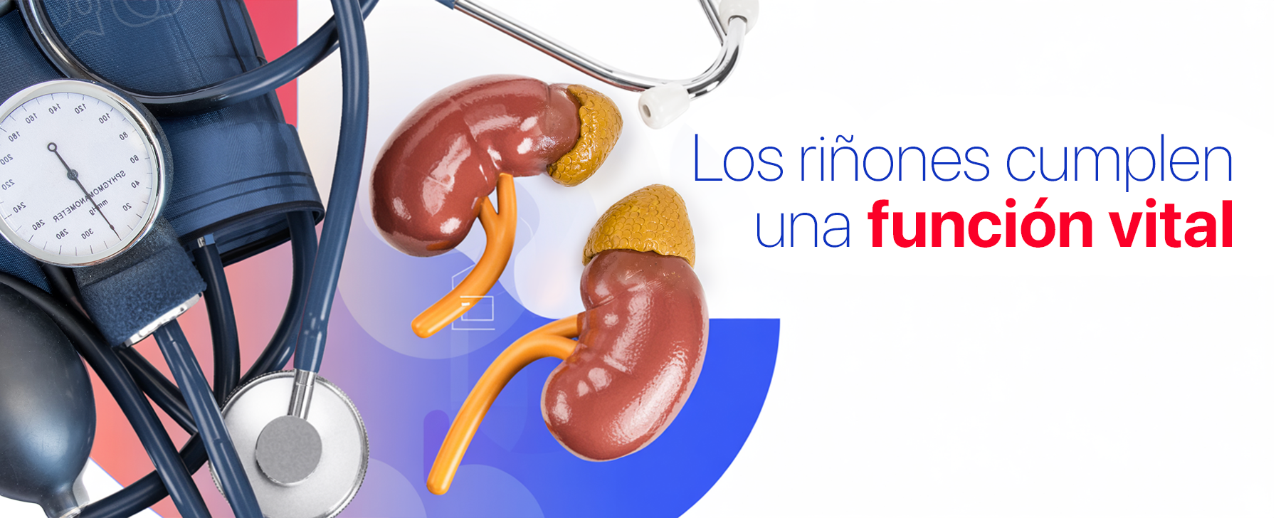 Los riñones cumplen una función vital regulando la presión arterial mediante el control del volumen en sangre y la hormona renina. 