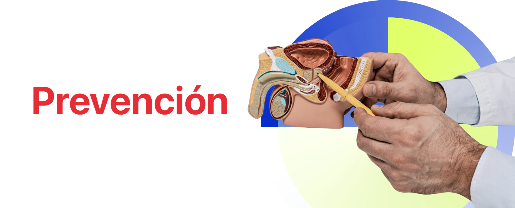 la prevención del cáncer de próstata se basa en la identificación de factores de riesgo