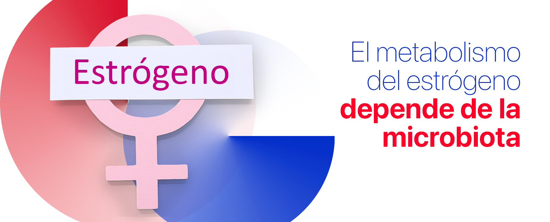 El metabolismo del estrógeno depende de la microbiota
