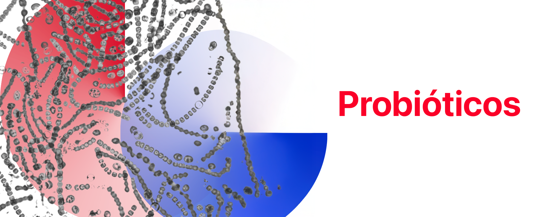 Los probióticos en inmunoterapia requieren más investigación